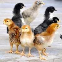 انواع کنسانتره و دان ذرت سویا بوقلمون مرغ بلدرچین|حیوانات مزرعه|بوکان, |دیوار