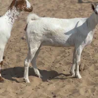 فروش‌کهر‌نژاد‌عرب