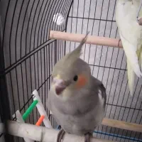 ۴ عدد عروس هلندی ۳ ماه به فروش میرسد|پرنده|رشت, سعدی (تختی)|دیوار