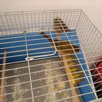 قناری نر بخون|پرنده|بندرعباس, |دیوار