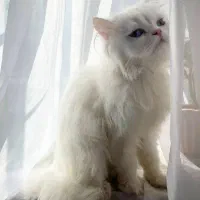 گربه پرشین ماده چشم دریایی|گربه|کازرون, |دیوار