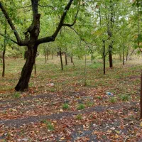 باغ فروشی ۶۰۰ متر روستای اردمه بافت طرقبه