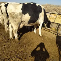 گاو آبستن شش تا گوساله ماده دوتا گوساله نر