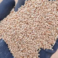 ارزن مرغ عشق عروس هلندی طوطی برزیلی