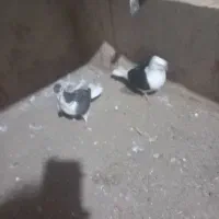 باسلام چهار تا کبوتر جوونه پشتی|پرنده|سبزوار, جوادیه شرقی|دیوار