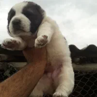 واگذاری آلابای سنگین وزن نگهبان و گله فی سه