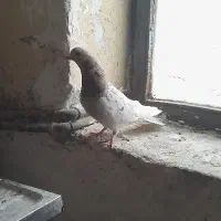 سرور و کاشان و طوقی|پرنده|مسجد سلیمان, |دیوار