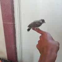 جوجه سهره اهوازی