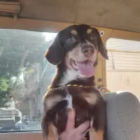 سگ پینچر انگلیسی پاکوتاه کوتوله