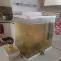 آکواریوم شرکتی برند ماهیران. سالم|ماهی|قم, باجک یک|دیوار