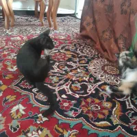 سه تا بچه گربه با مامان گربه