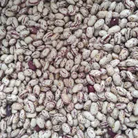 لوبیا چیتی