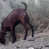 چپشت 7ماه لنگ دوقلو