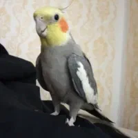 جفت عروس هلندی