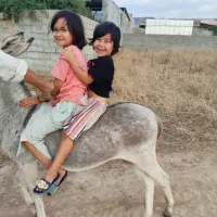 الاغ نر|حیوانات مزرعه|فراغی, |دیوار