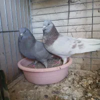 کبوتر پرشی|پرنده|عقدا, |دیوار