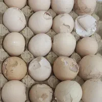 تخم مرغ شکسته به قیمت عمده
