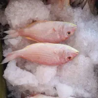 ماهی مرغ گوشت دنبه خرید با کالا برگ مقدور میباشد|خوردنی و آشامیدنی|ایذه, |دیوار