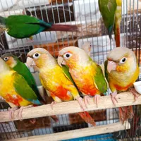 طوطی گرینچیک ، گیرینچیک