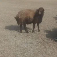 قوچ مهربان خوش هیکل نژاد دار