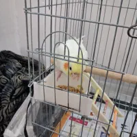 عروس هلندی لوتینو