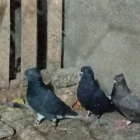 کبوتر|پرنده|کنگاور, |دیوار
