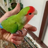 طوطی کوتوله|پرنده|گلبهار, شهر جدید گلبهار|دیوار