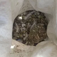 کبوتر کود