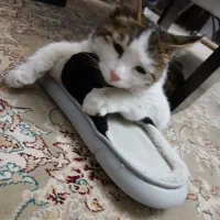 واگذاری گربه نر