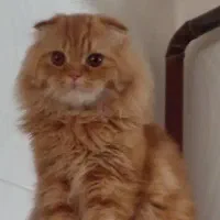 گربه گمشده