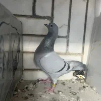 سبز پلاکی ماده