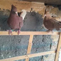 کبوتر تربت حیدریه|پرنده|تربت‌حیدریه, منظر|دیوار