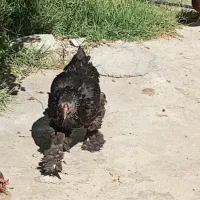 مرغ برهما تخم گذار