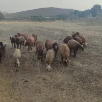 گوسفند و کاور نر و مادە
