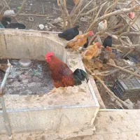 خروس رسمی ده ماهه|پرنده|یزد, |دیوار