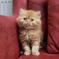 پرشین&برتیش|گربه|کرمانشاه, |دیوار