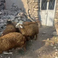 ۵ عدد توغلی واسه قربونی|حیوانات مزرعه|نیر (اردبیل), |دیوار