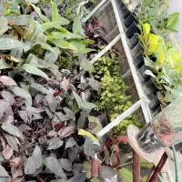 فروش یک‌جای گل‌های آپارتمانی