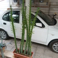 کاکتوس یک ونیم  متری