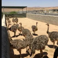 نیمچه شتر مرغ