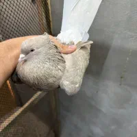 کبوتر ماده کرم دمسفید