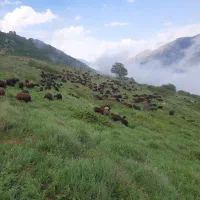 فروش بره پای پروار