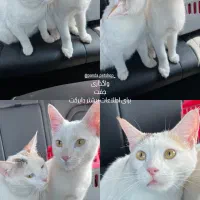 واگذاری یک جفت گربه سفید