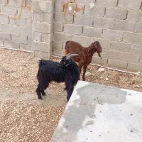 کهره نر مخصوص درخونه