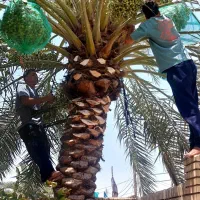 بریدن نخل قطع درخت درآوردن ریش سمپاشی هرس تمیز نخل