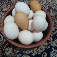 تخم مرغ رسمی