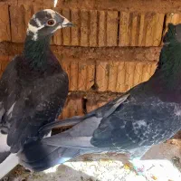 کبوتر کوهی سیاه|پرنده|نیریز, |دیوار