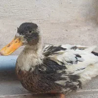 اردک بالغ ۱۰ ماهه|حیوانات مزرعه|تهران, آهنگران (سراسیاب دولاب)|دیوار