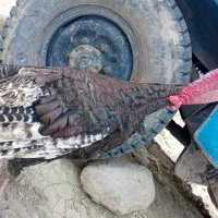 بوقلمونر