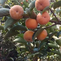 فروش خرمالو ارگانیک